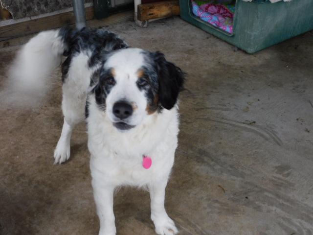 Enlarge NAAN, an adopted mixed breed in Millerstown, PA image 3/6