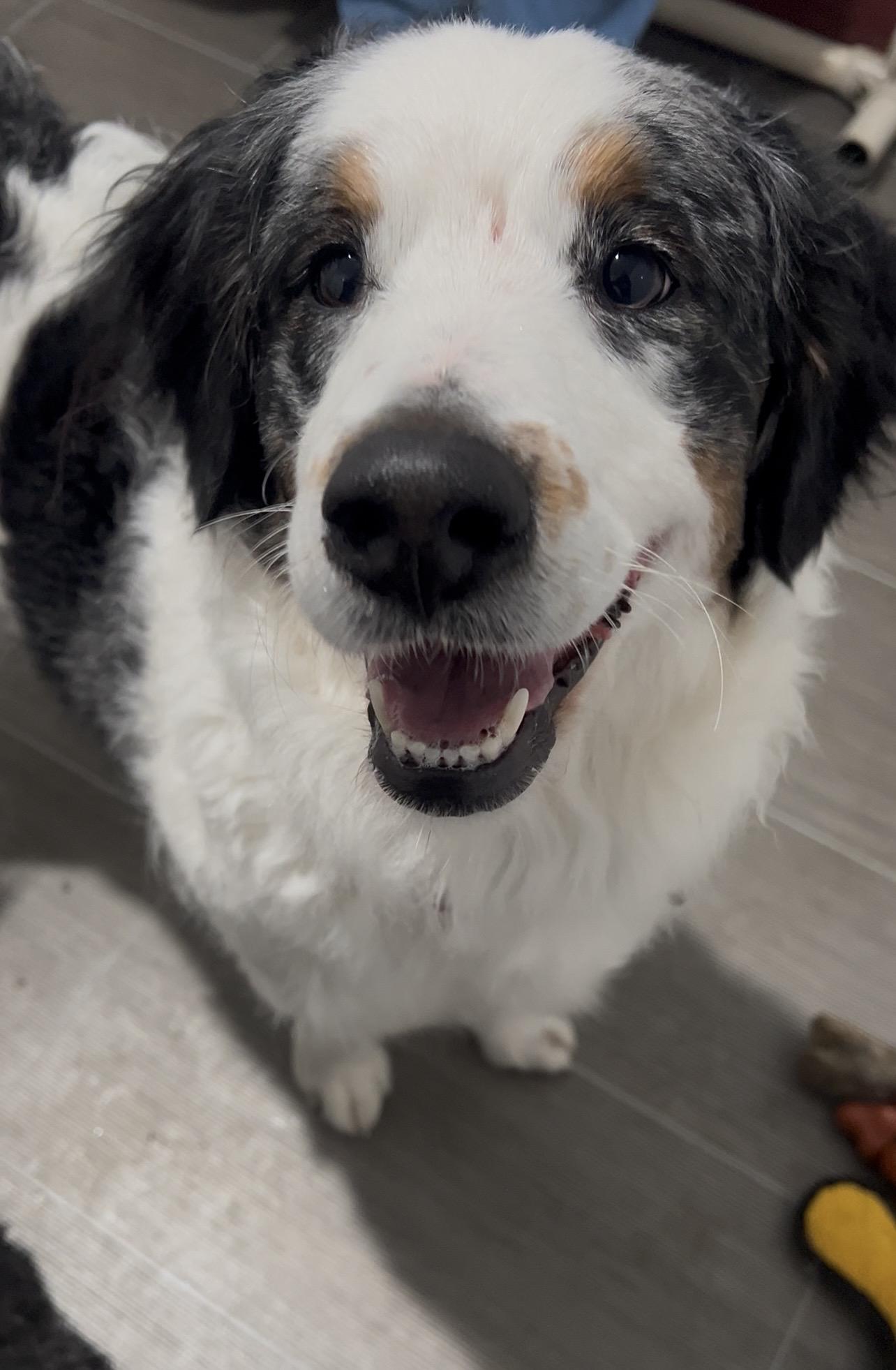 Enlarge NAAN, an adopted mixed breed in Millerstown, PA image 1/6