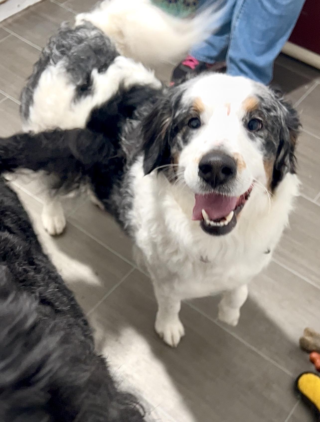 Enlarge NAAN, an adopted mixed breed in Millerstown, PA image 5/6