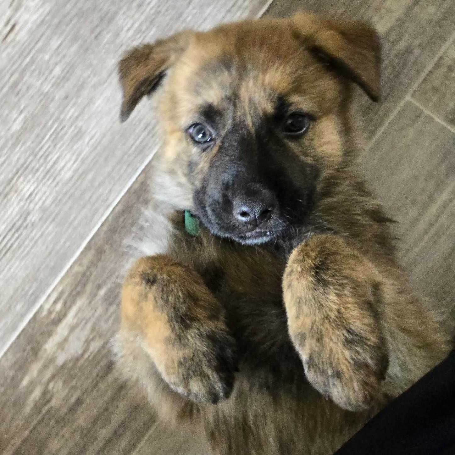Enlarge Sequoia, a Adoptable mixed breed in Normal, IL image 4/6