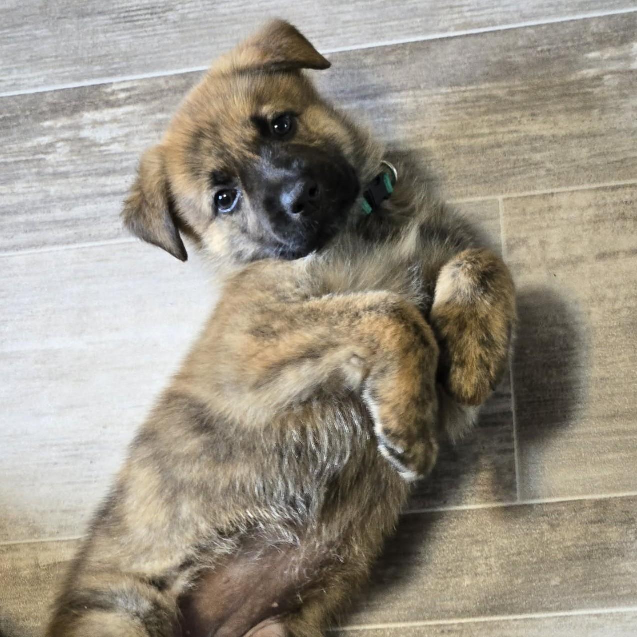 Enlarge Sequoia, a Adoptable mixed breed in Normal, IL image 2/6