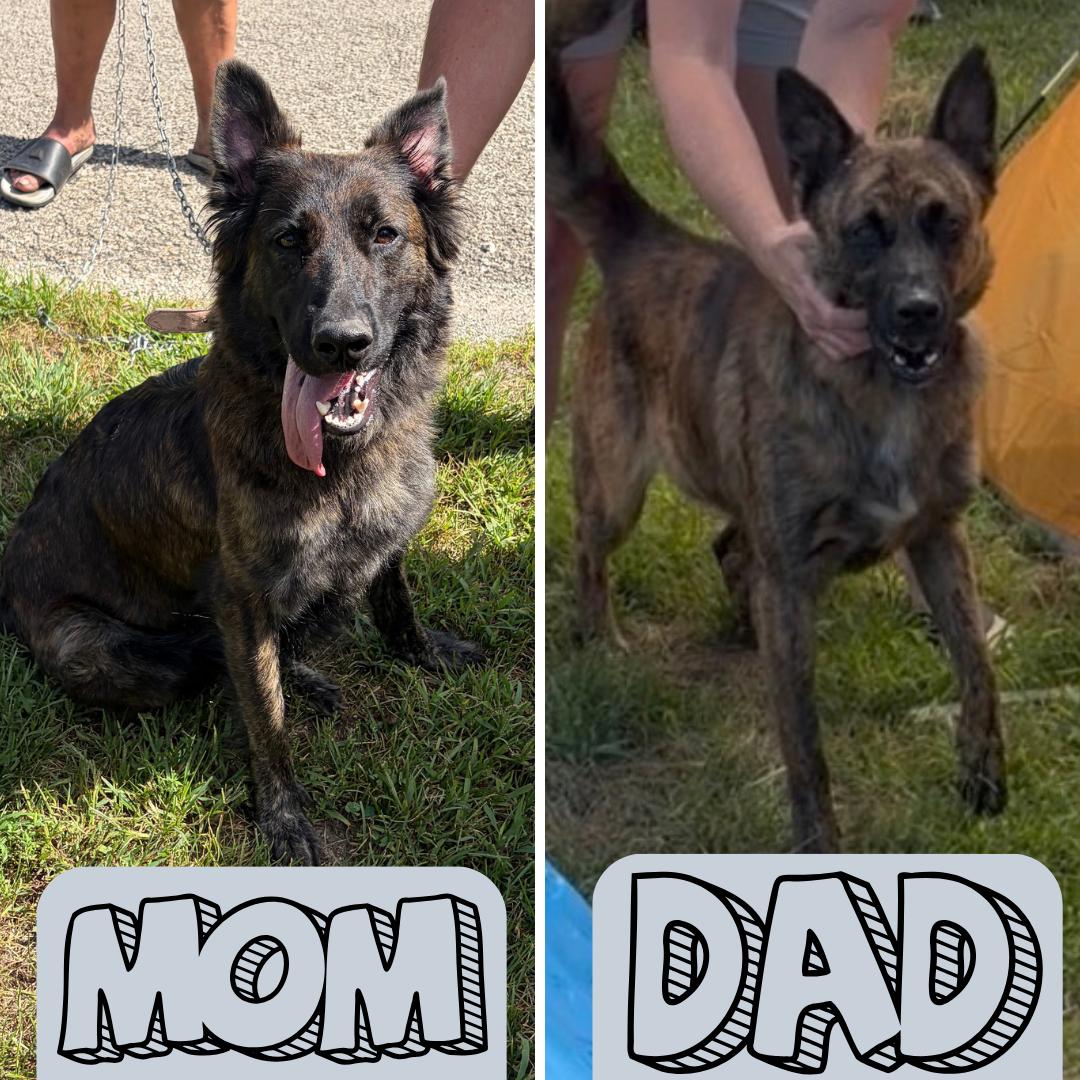 Enlarge Sequoia, a Adoptable mixed breed in Normal, IL image 6/6