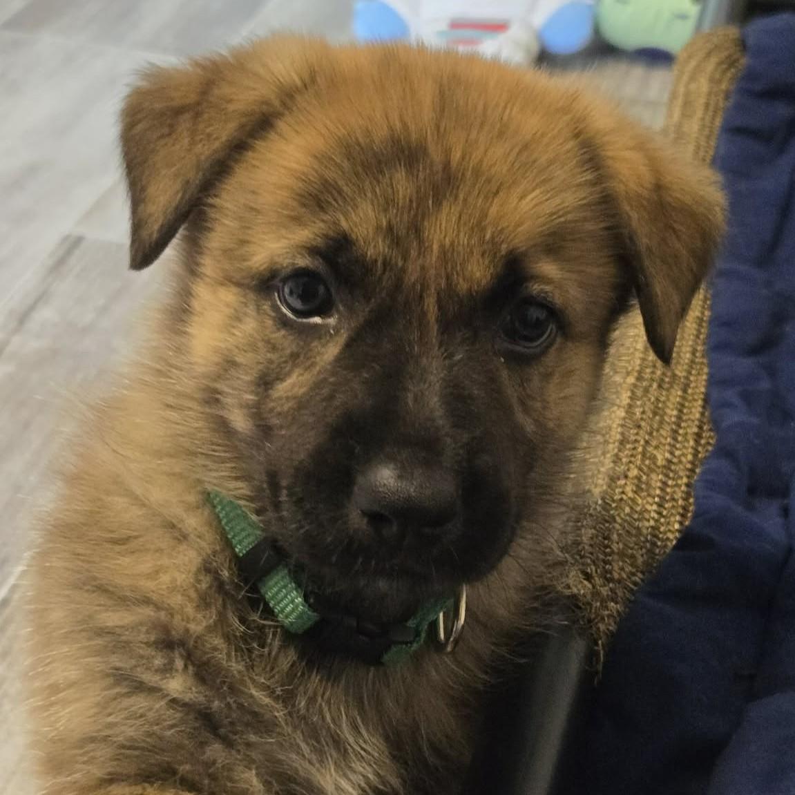 Enlarge Sequoia, a Adoptable mixed breed in Normal, IL image 1/6