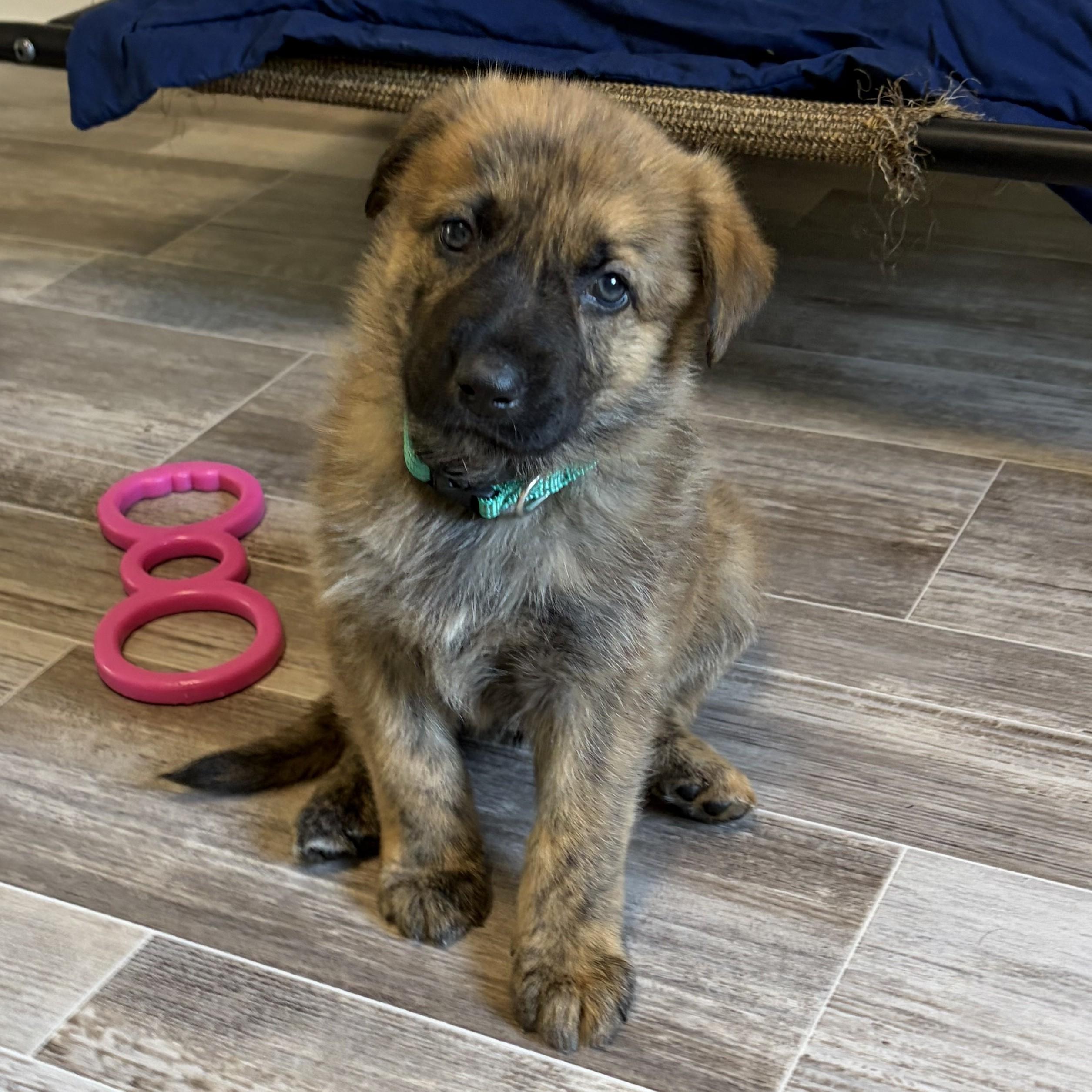 Enlarge Sequoia, a Adoptable mixed breed in Normal, IL image 3/6