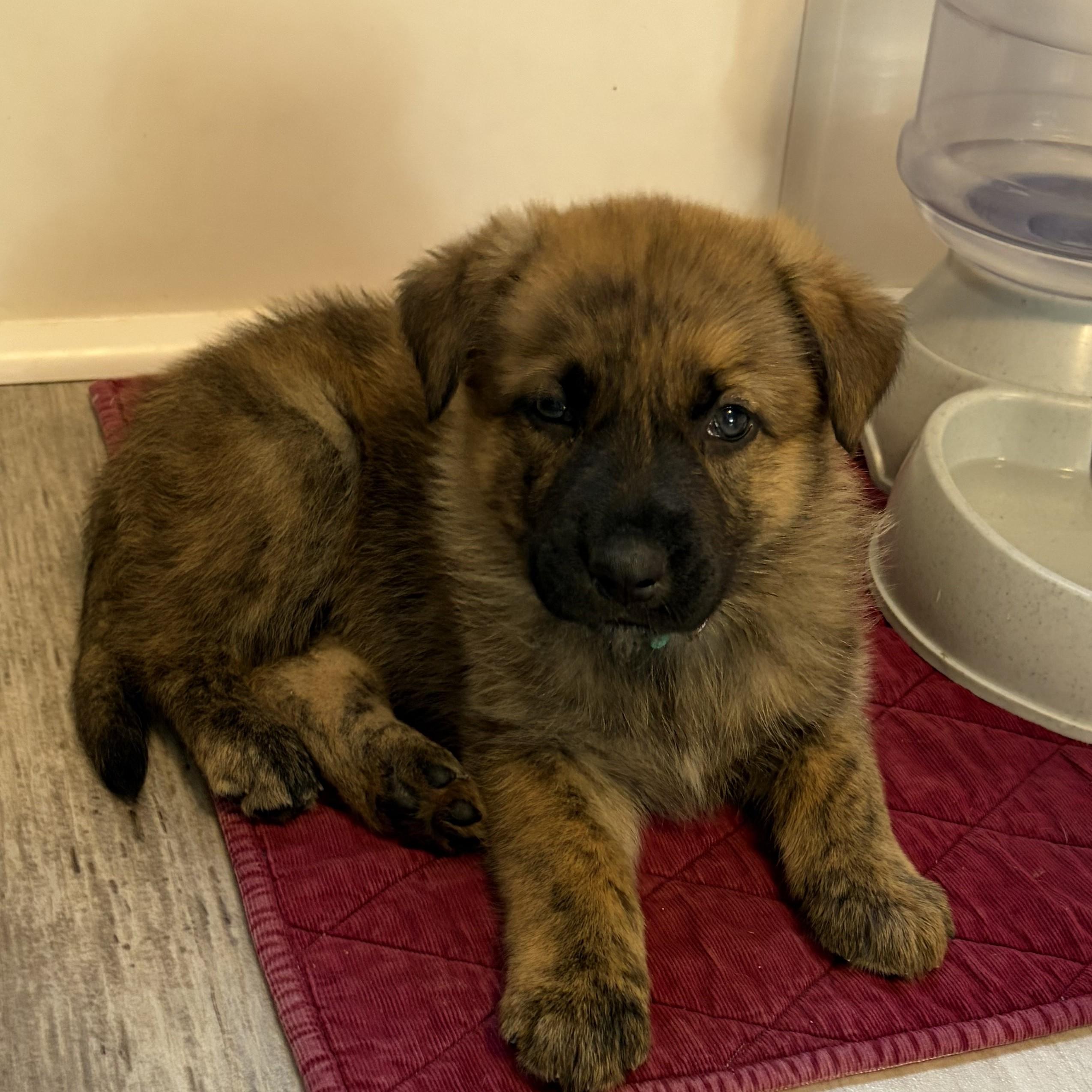 Enlarge Sequoia, a Adoptable mixed breed in Normal, IL image 5/6