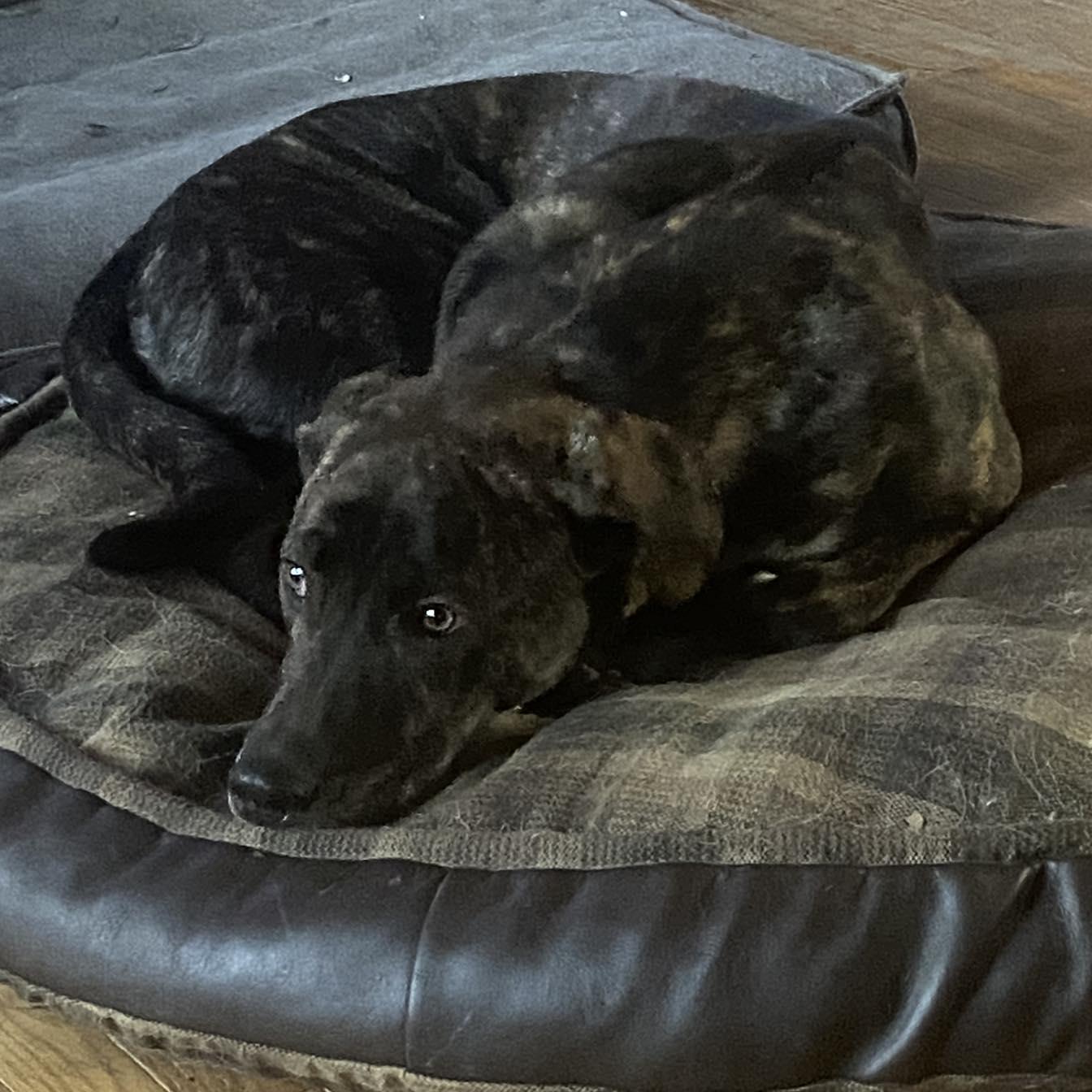 Kristoff, a Adoptable Weimaraner in Winnipeg, MB image 3/5