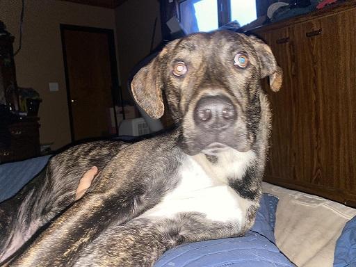 Kristoff, a Adoptable Weimaraner in Winnipeg, MB image 4/5