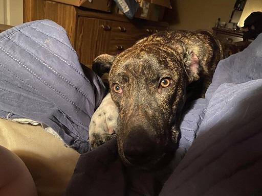 Kristoff, a Adoptable Weimaraner in Winnipeg, MB image 5/5