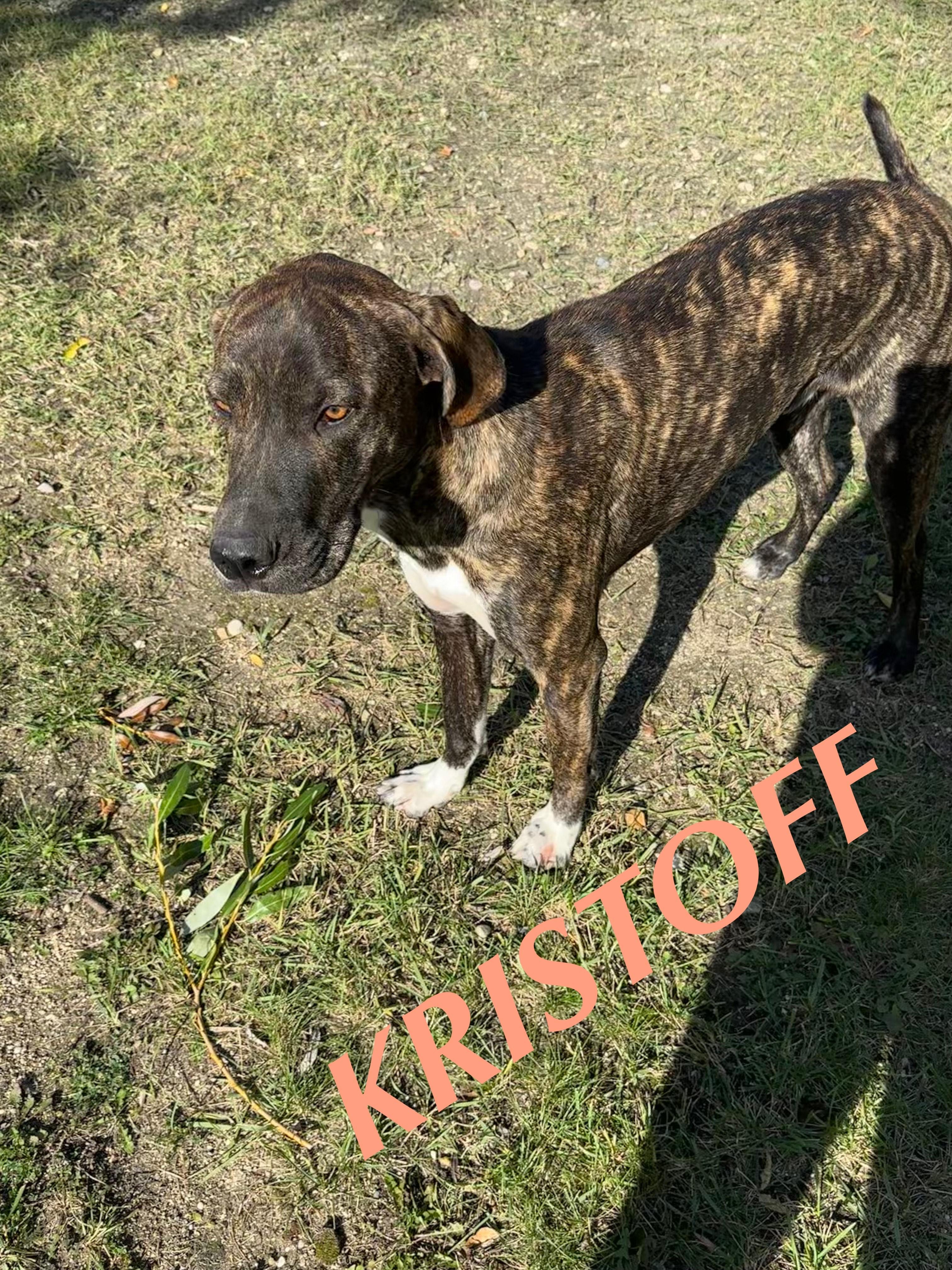 Kristoff, a Adoptable Weimaraner in Winnipeg, MB image 1/5