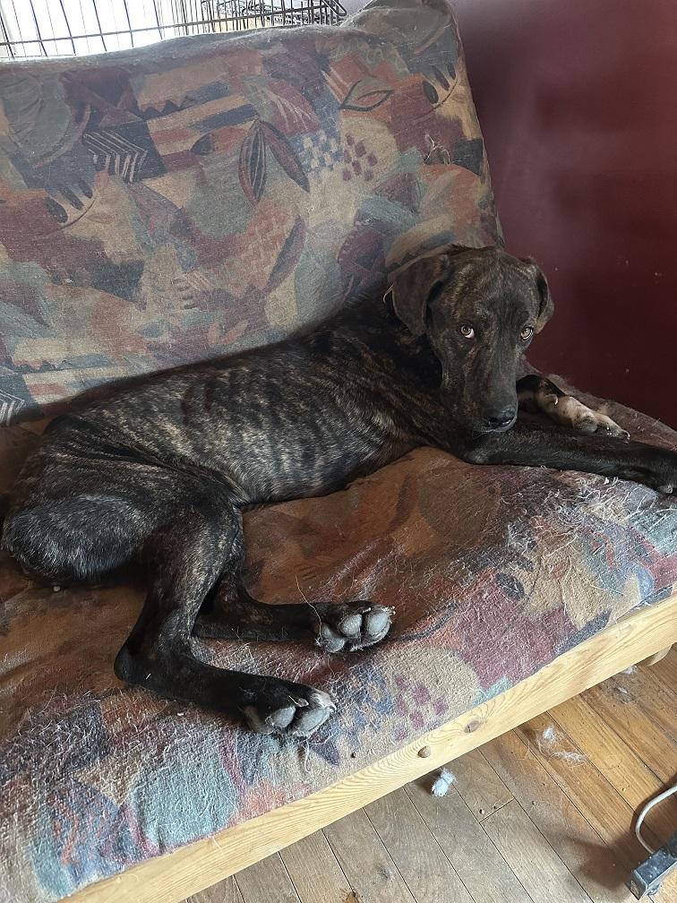 Kristoff, Adoptable, Young Male Weimaraner.