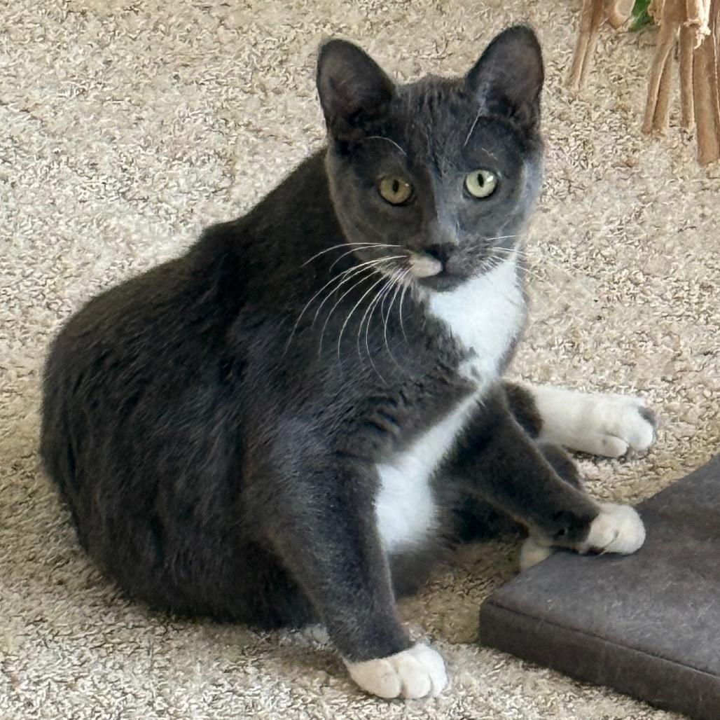 Nalani, a Adoptable Domestic Short Hair in Bismarck, ND image 1/4