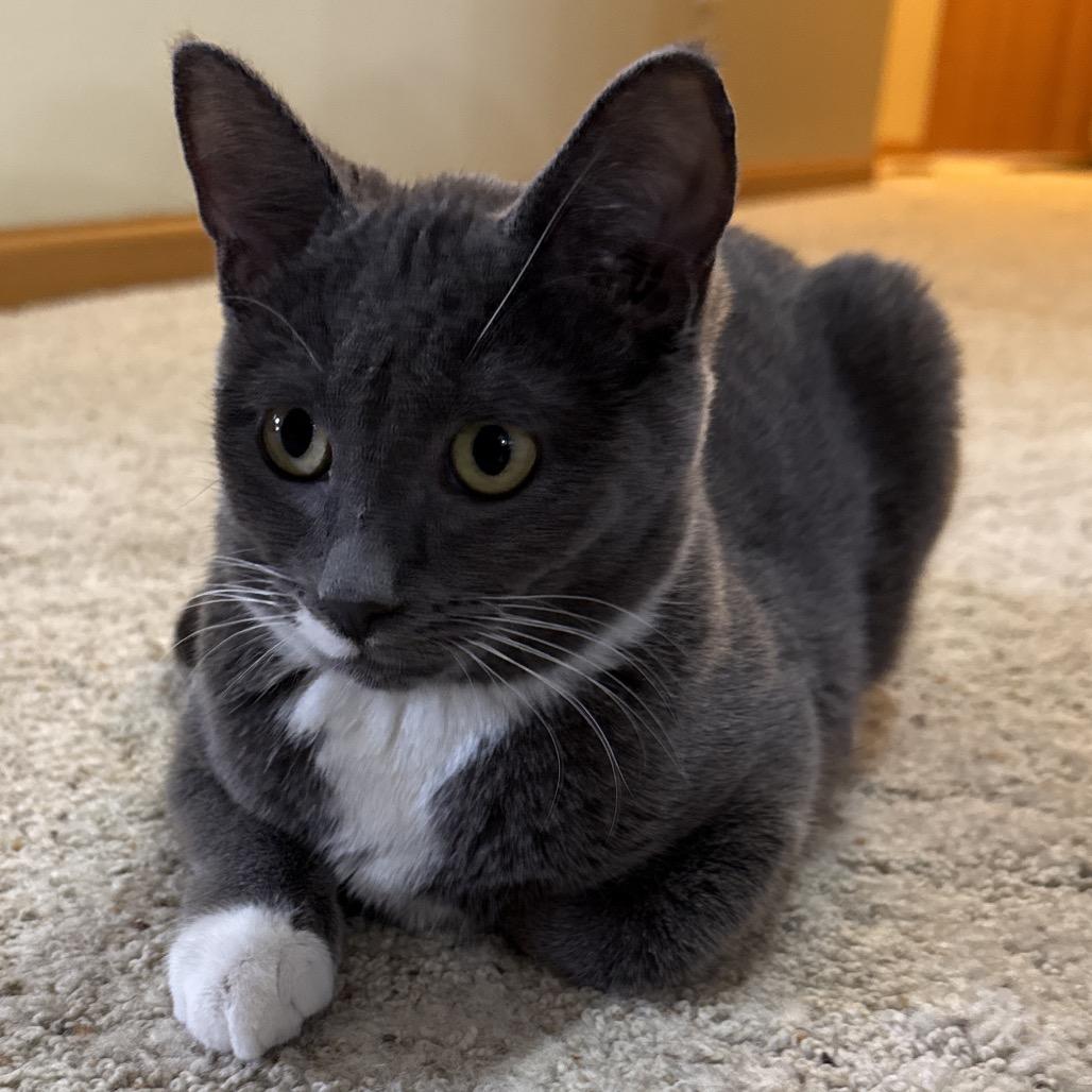 Nalani, a Adoptable Domestic Short Hair in Bismarck, ND image 1/4