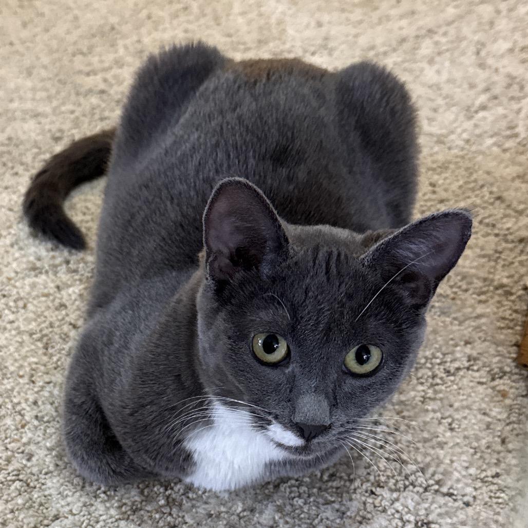 Nalani, a Adoptable Domestic Short Hair in Bismarck, ND image 2/4