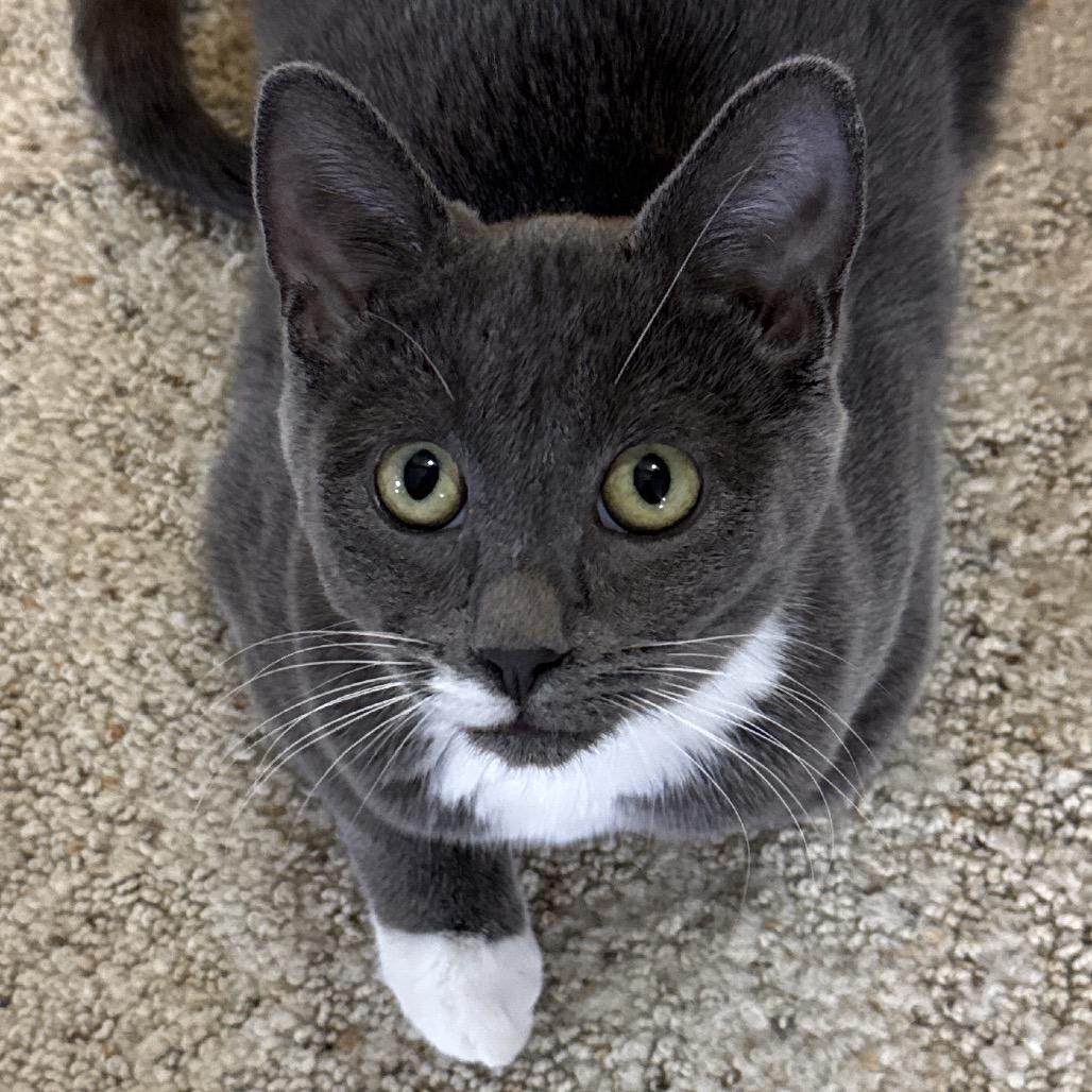 Nalani, a Adoptable Domestic Short Hair in Bismarck, ND image 3/4