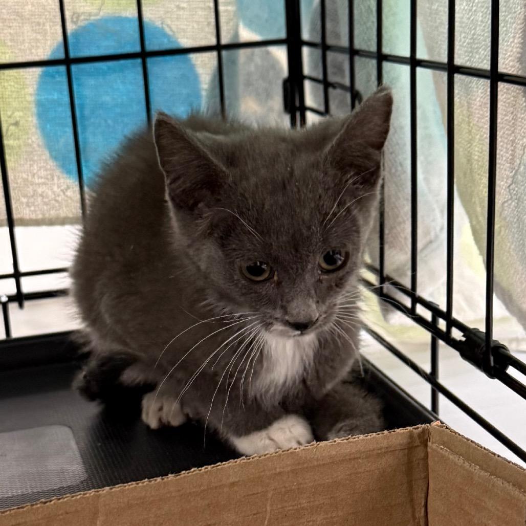 Nalani, a Adoptable Domestic Short Hair in Bismarck, ND image 4/4