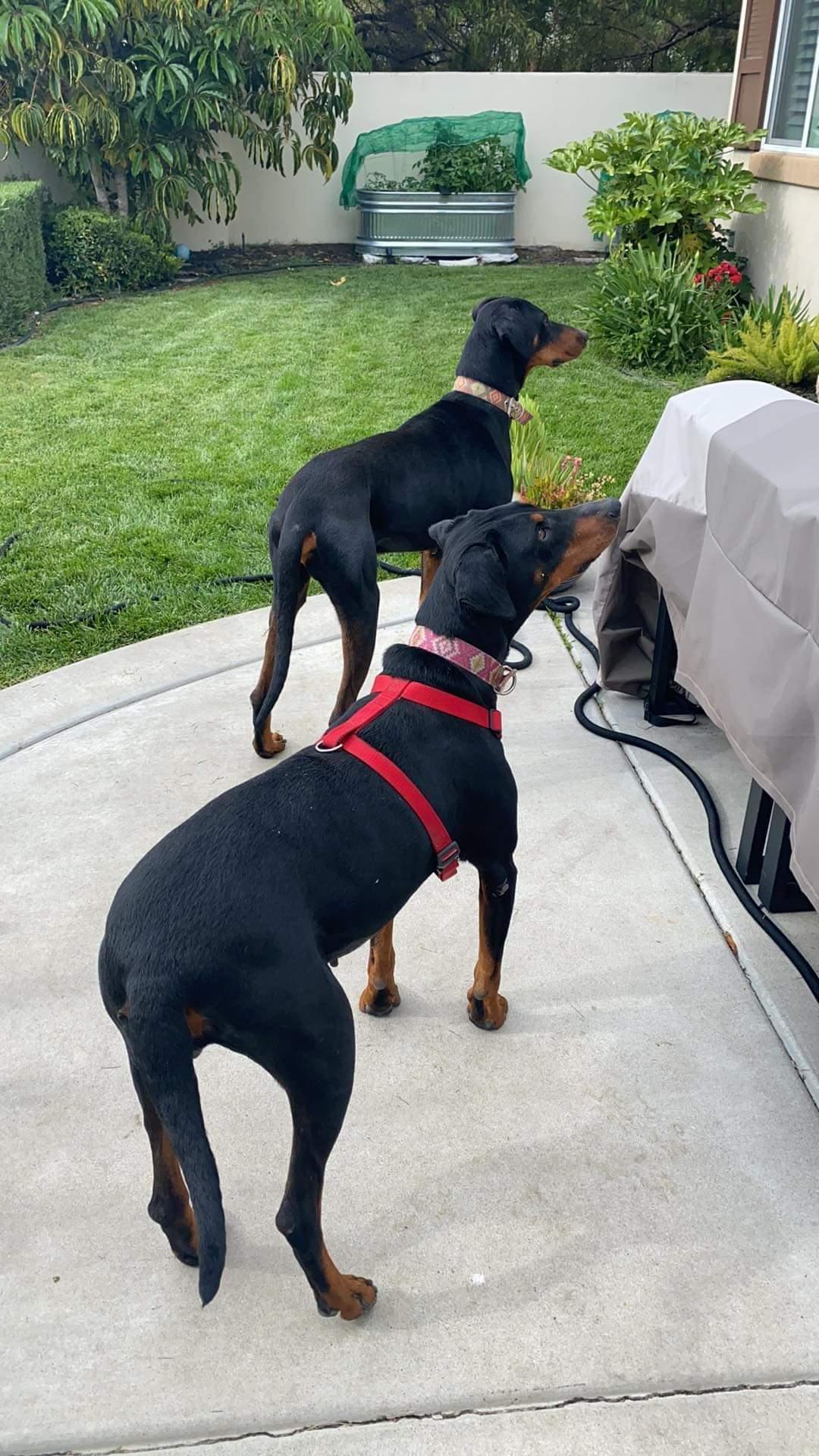 Bradley, a Adoptable Doberman Pinscher image 2/3