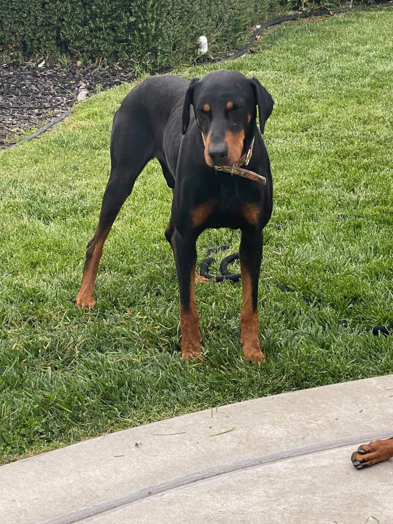 Bradley, a Adoptable Doberman Pinscher image 3/3