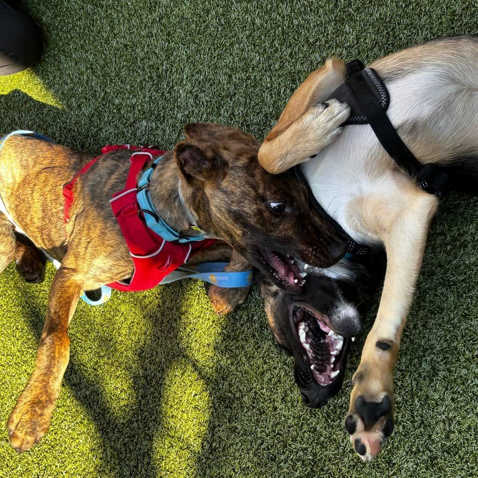 Smore, Adoptable, Young Male Mixed Breed.