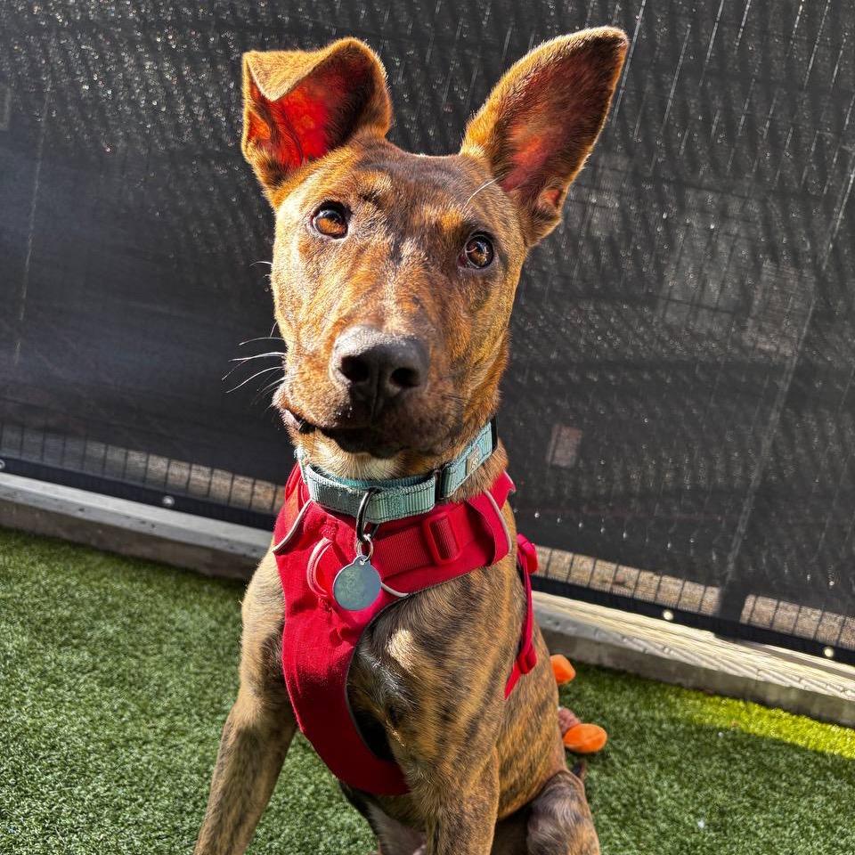 Enlarge Smore, a Adoptable Mixed Breed in Wantagh, NY image 2/6