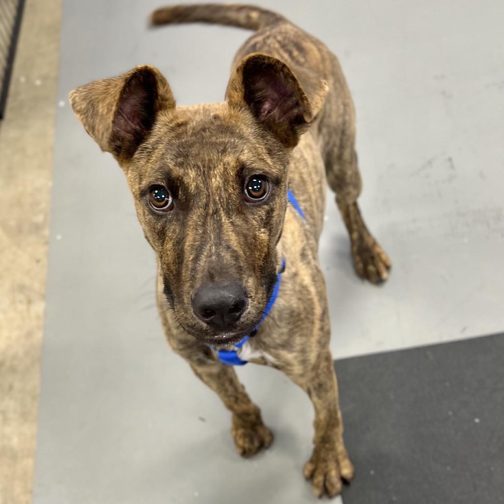 Enlarge Smore, a Adoptable Mixed Breed in Wantagh, NY image 3/6