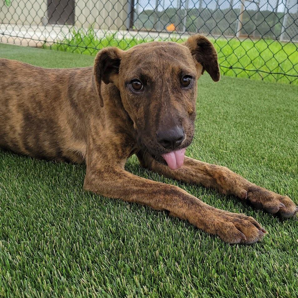 Enlarge Smore, a Adoptable Mixed Breed in Wantagh, NY image 6/6