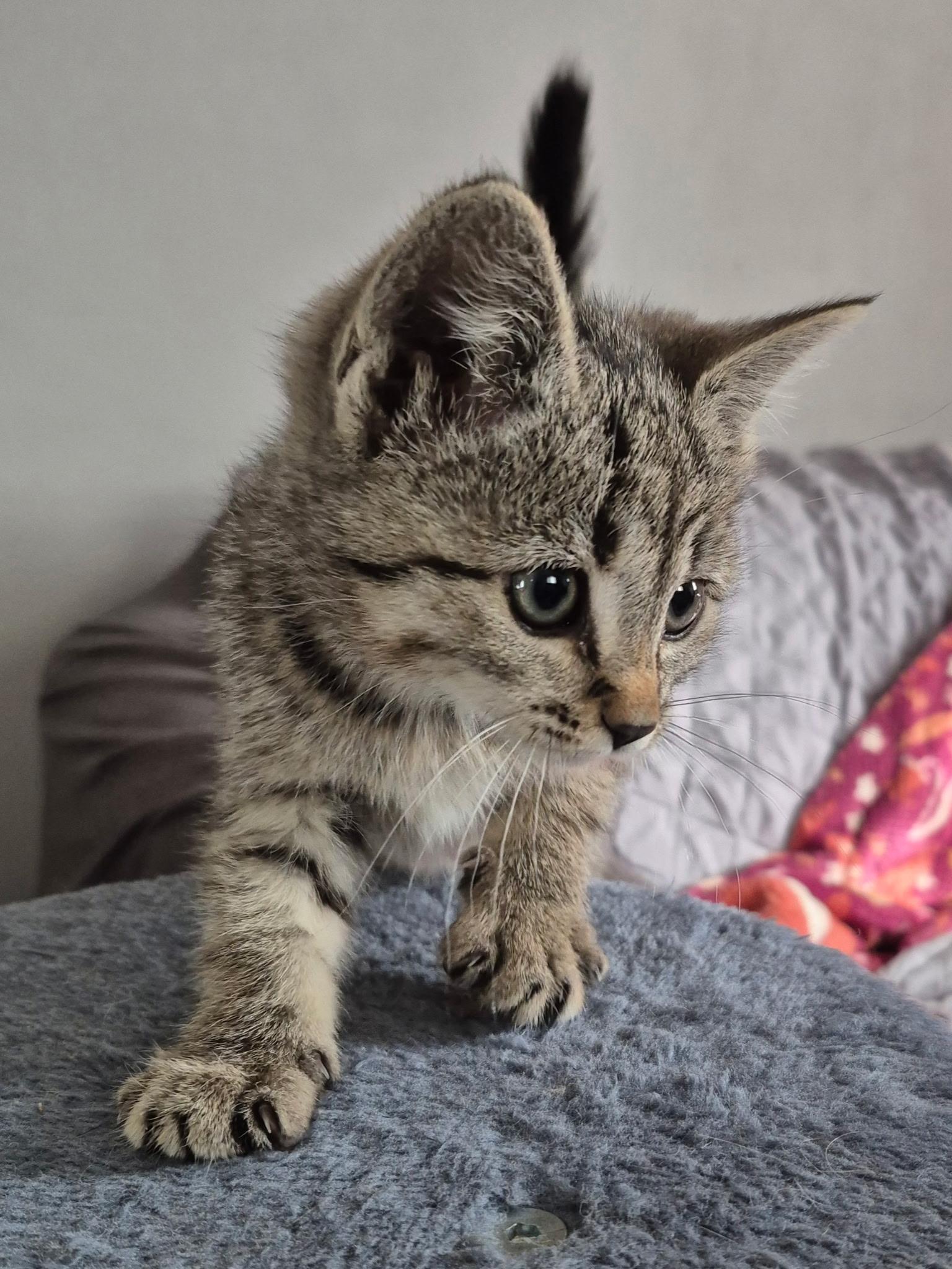 Jag, Adopted, Young Female Domestic Short Hair.