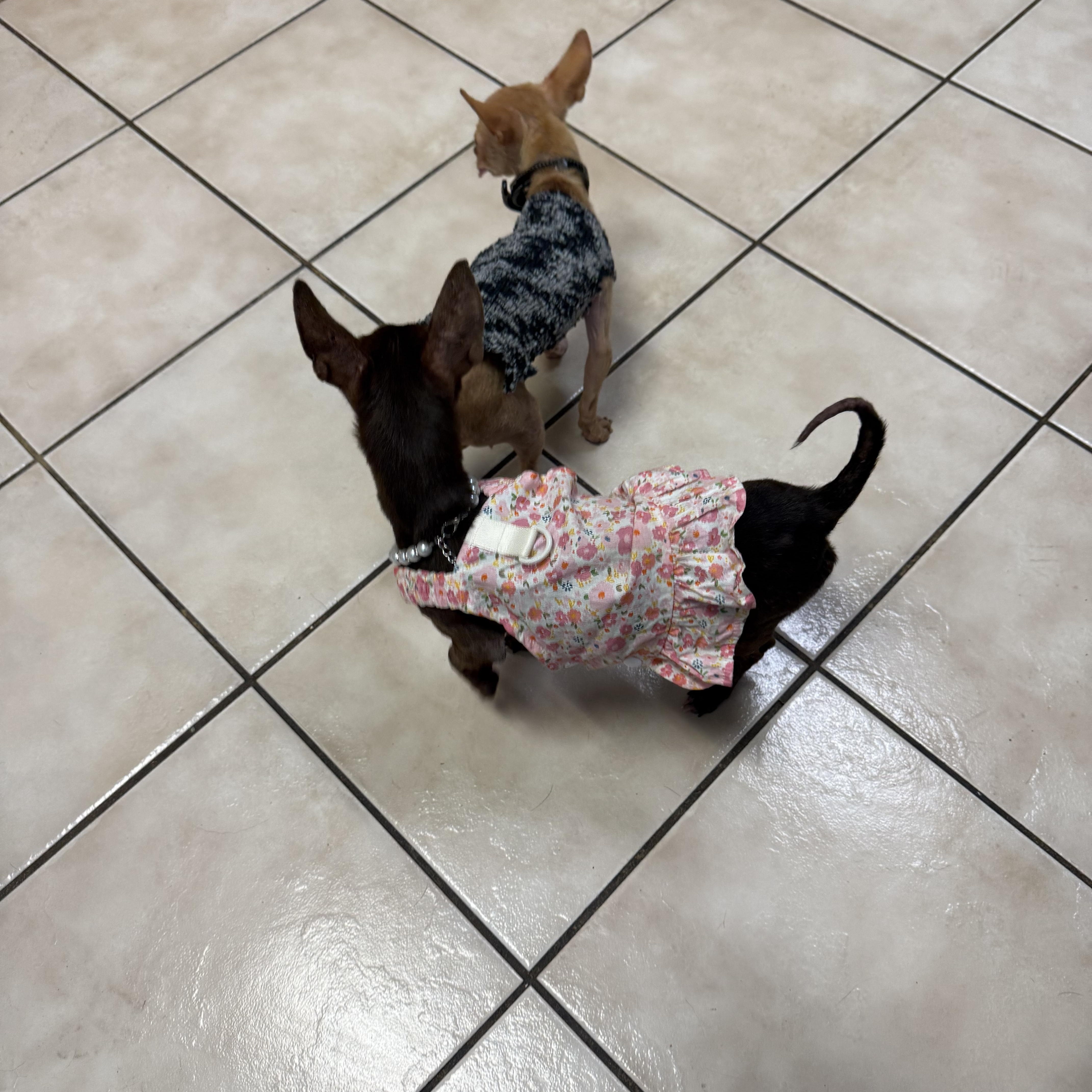 Enlarge Pip- is tiny -under 4 pounds, a Adoptable mixed breed in Lockhart, TX image 6/6