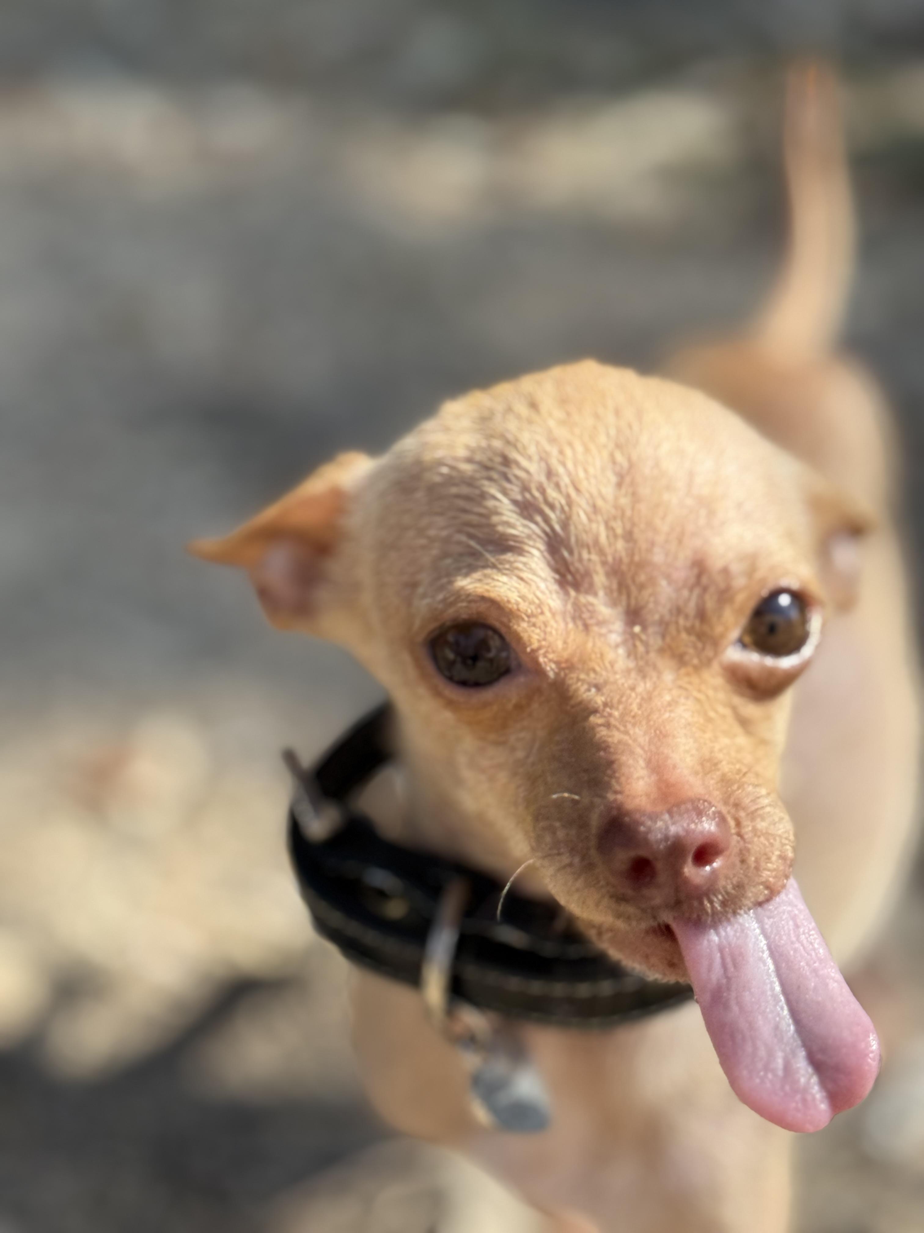 Enlarge Pip- is tiny -under 4 pounds, a Adoptable mixed breed in Lockhart, TX image 3/6