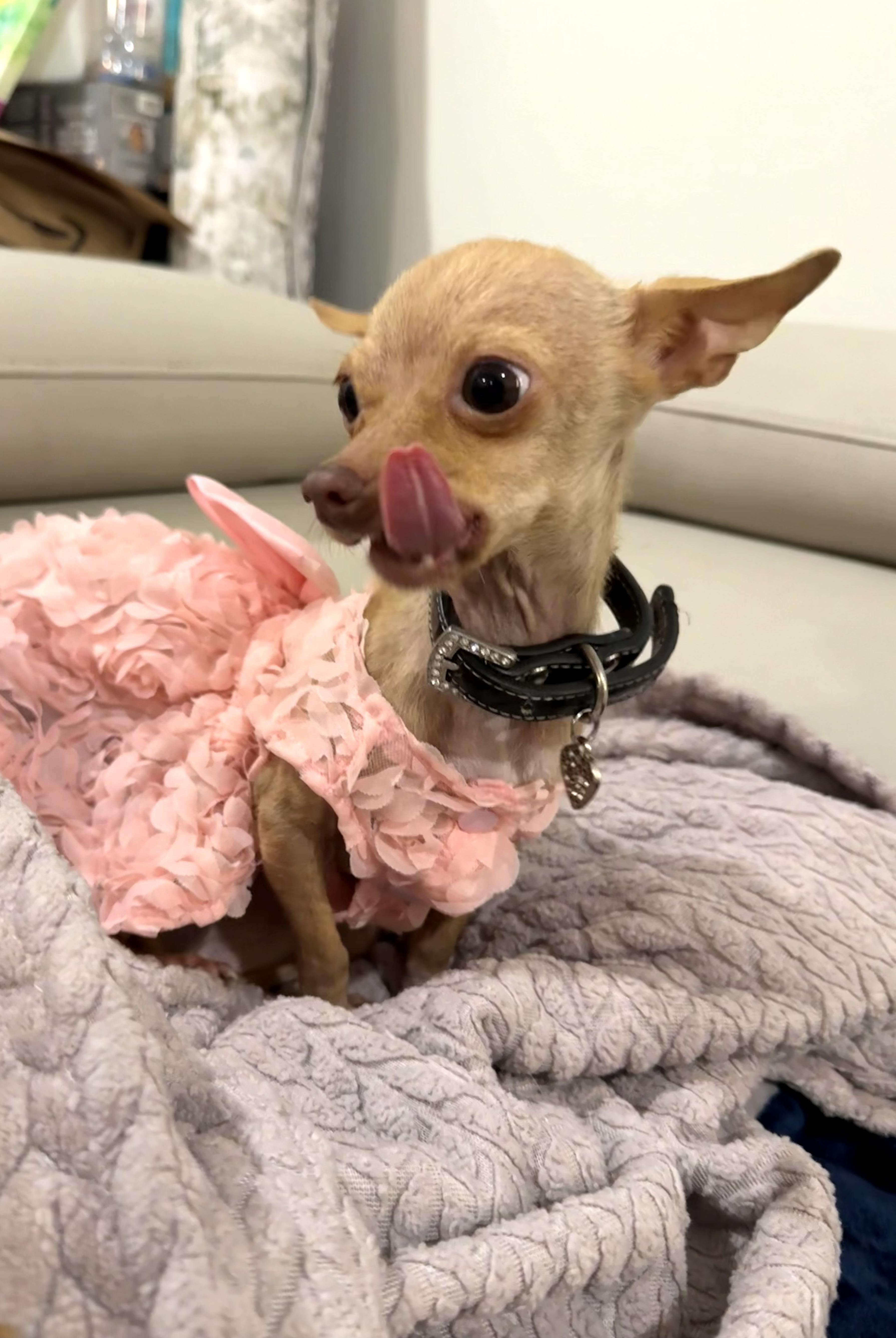 Pip- is tiny -under 4 pounds, Adoptable, Young Female Chihuahua.