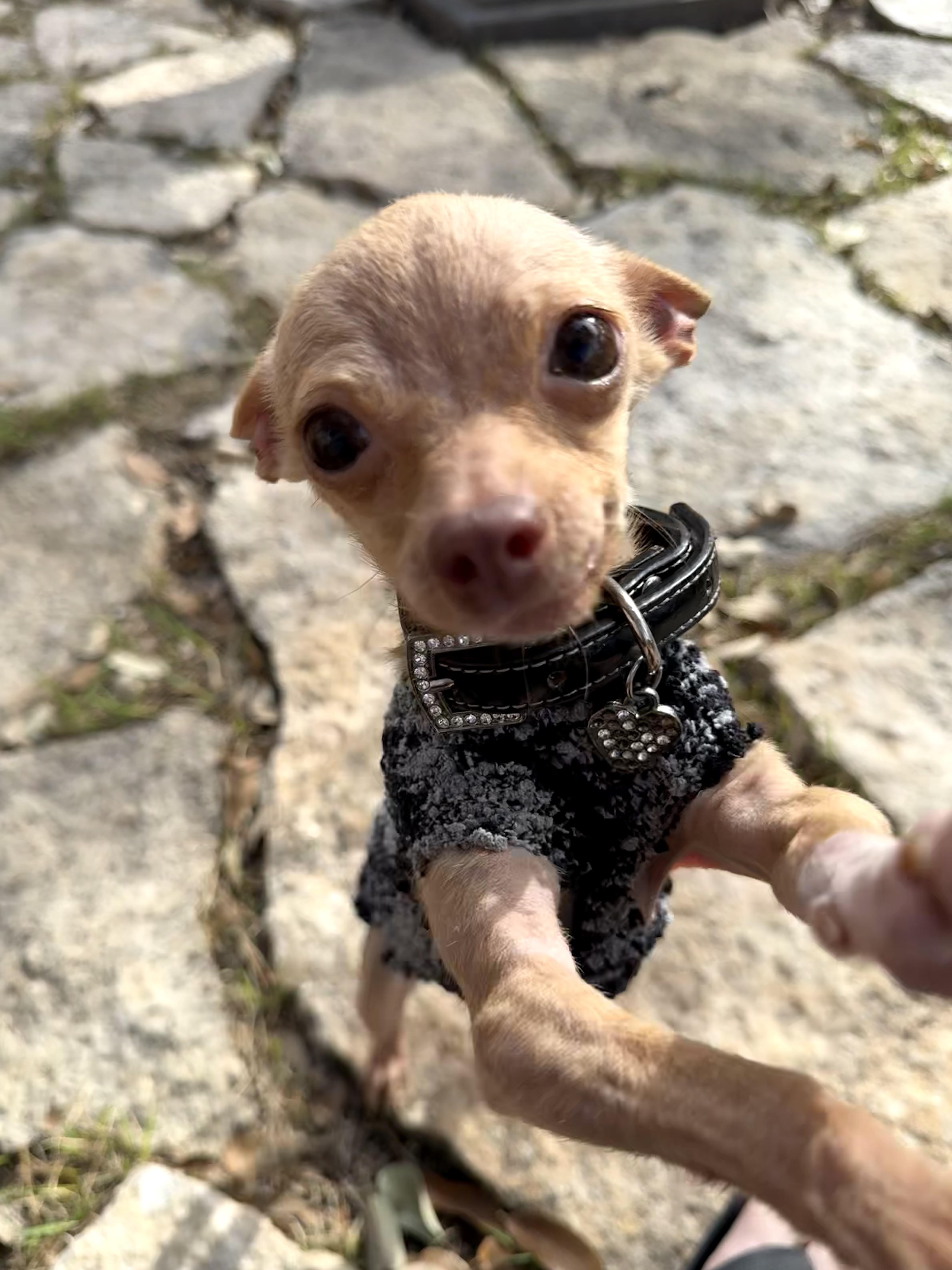 Enlarge Pip- is tiny -under 4 pounds, a Adoptable mixed breed in Lockhart, TX image 5/6