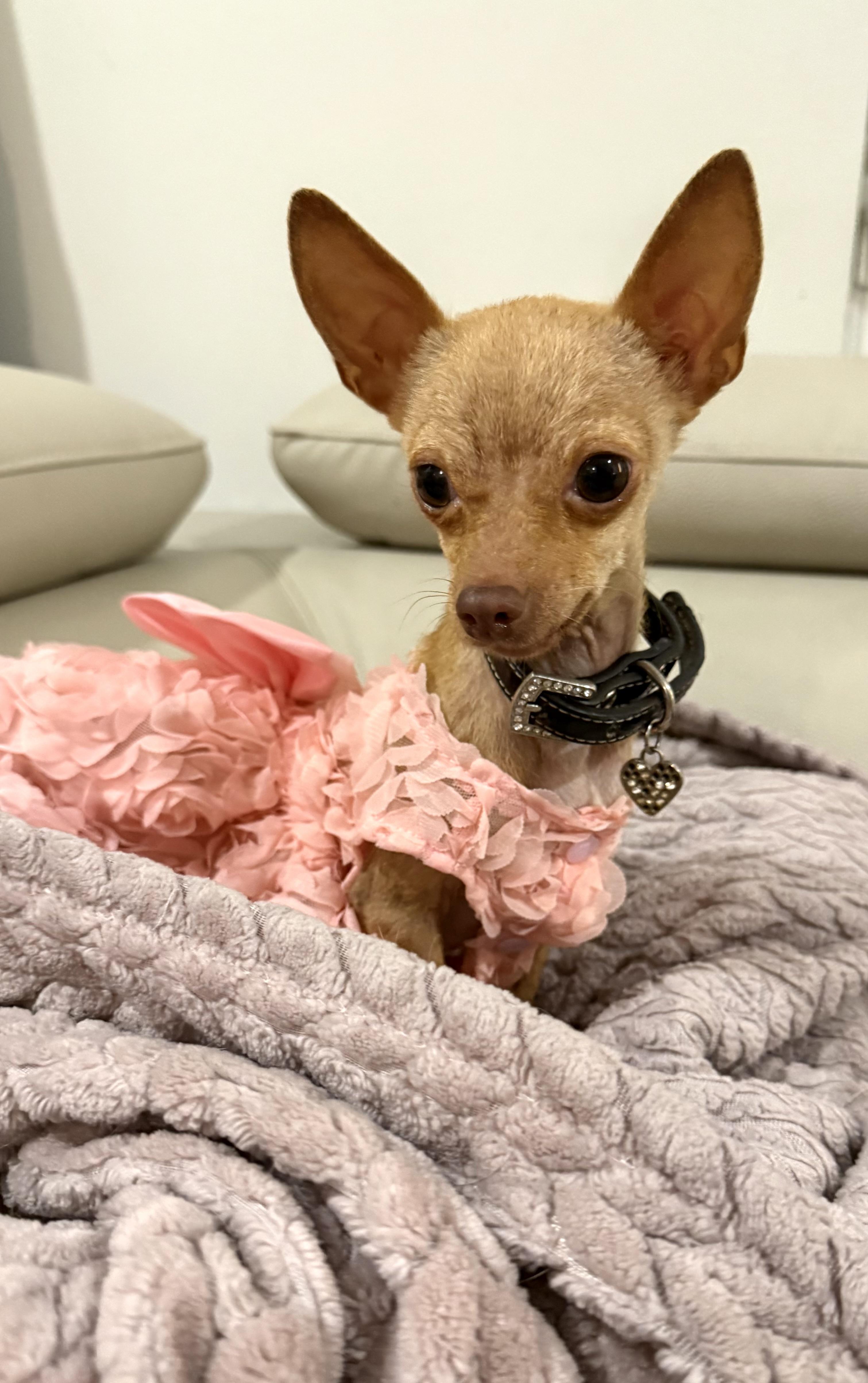 Enlarge Pip- is tiny -under 4 pounds, a Adoptable mixed breed in Lockhart, TX image 2/6