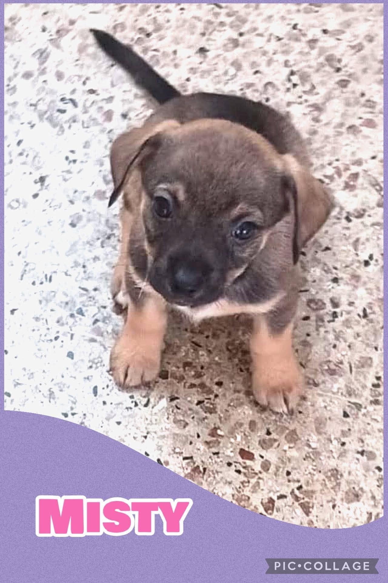 Enlarge Misty, an adopted mixed breed in Ringwood, NJ image 1/1