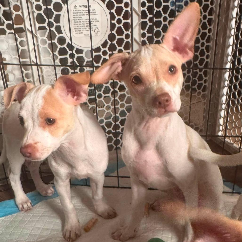 Daisy, Adoptable, Puppy Female Chihuahua.