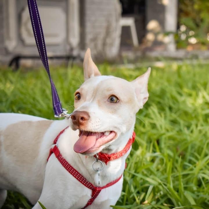 Enlarge Daisy, a Adoptable Chihuahua in Allen, TX image 2/6
