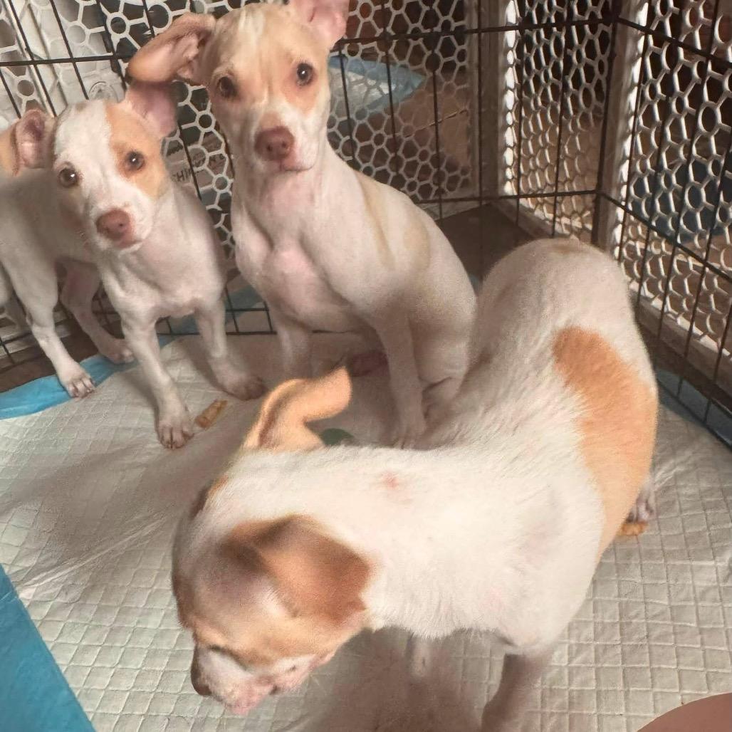 Enlarge Daisy, a Adoptable Chihuahua in Allen, TX image 3/6