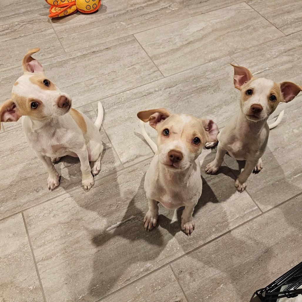 Enlarge Daisy, a Adoptable Chihuahua in Allen, TX image 4/6