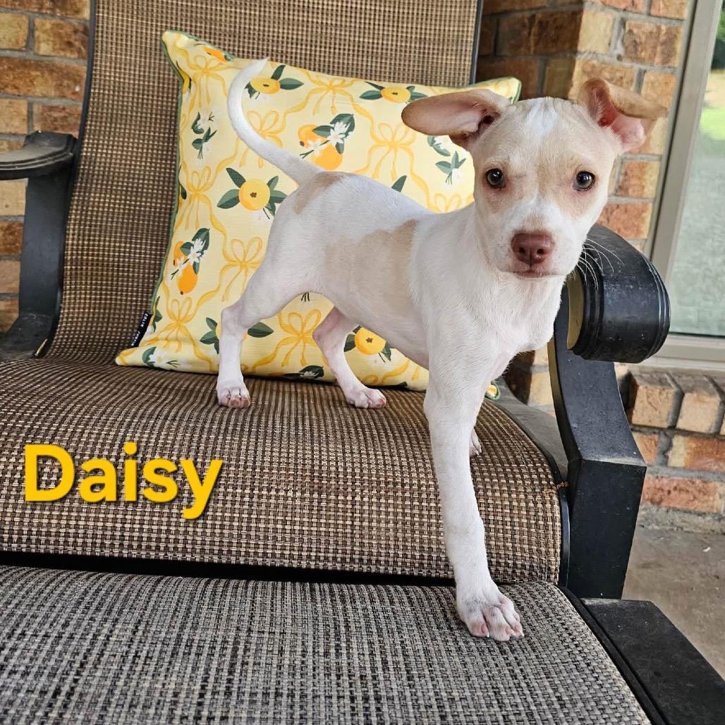 Enlarge Daisy, a Adoptable Chihuahua in Allen, TX image 6/6