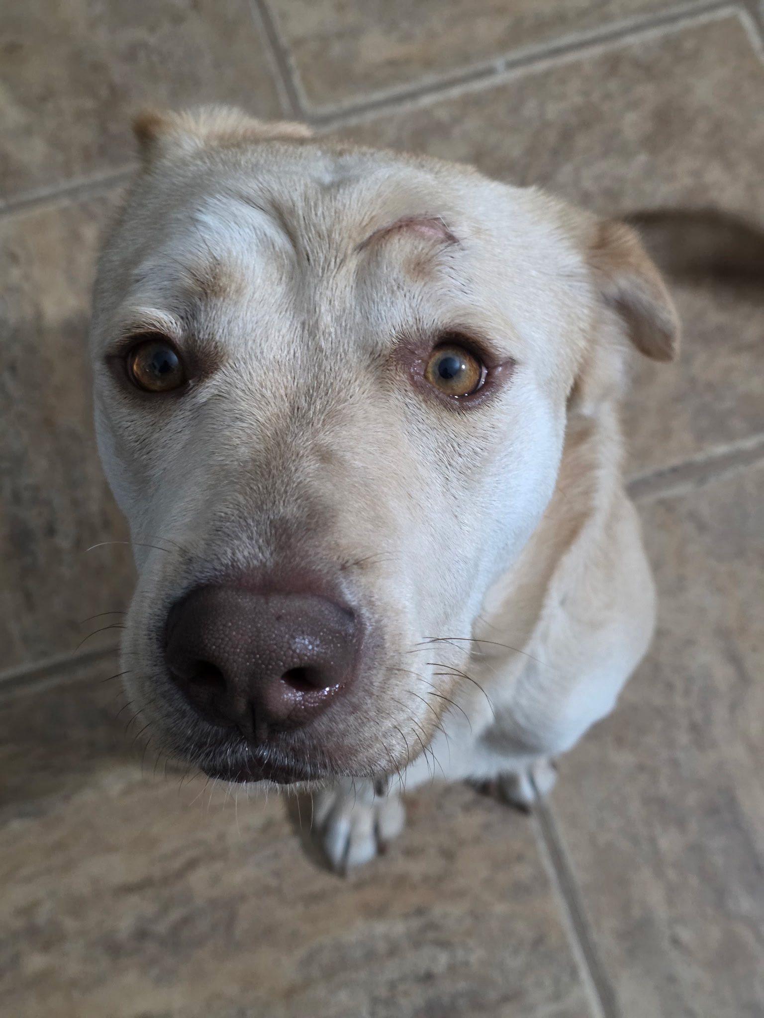 Butters, Adoptable, Adult Male Labrador Retriever.