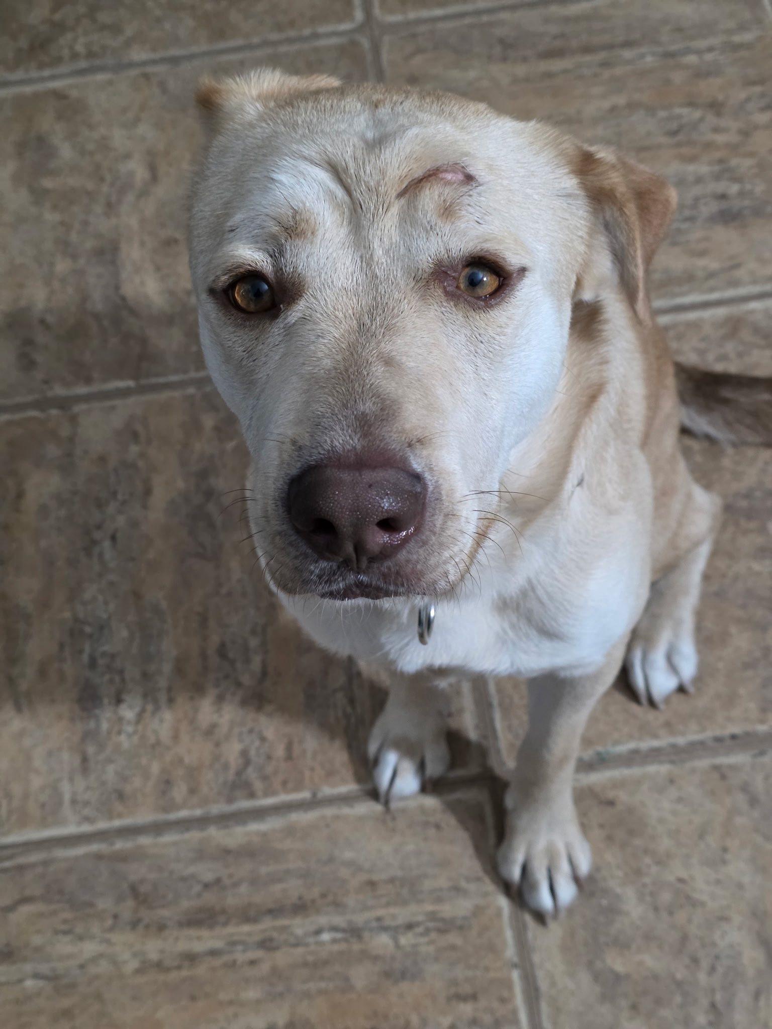Butters, a Adoptable Labrador Retriever in Bloomfield Hills, MI image 2/2