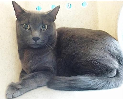 Apollo, Adoptable, Young Male Russian Blue.