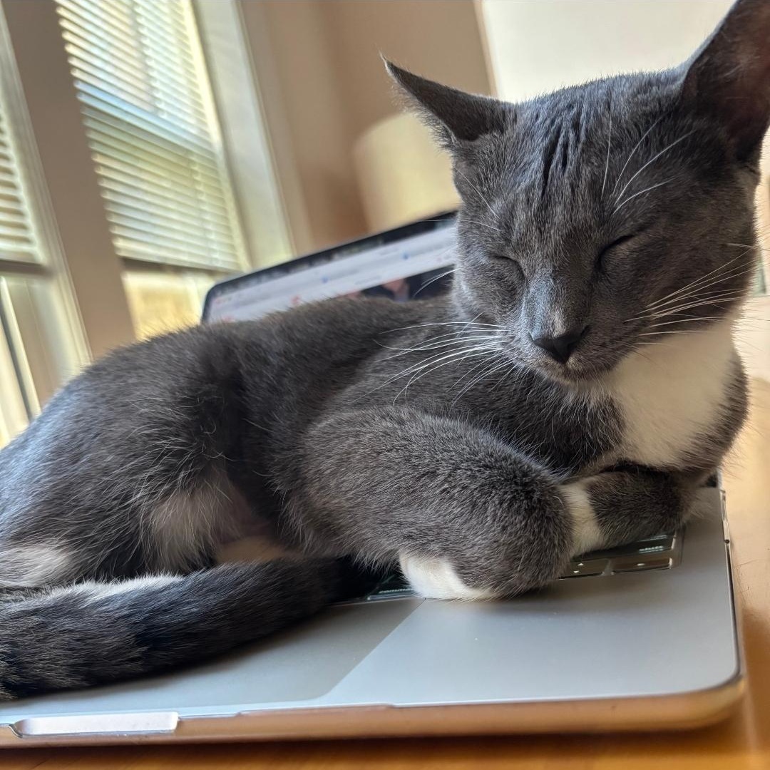 Enlarge Gracie, an adopted Domestic Short Hair in Chicago, IL image 6/6