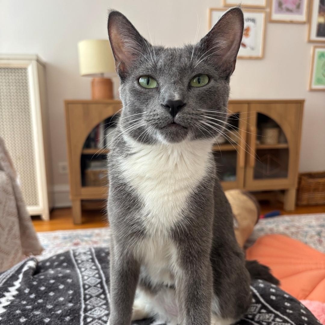 Enlarge Gracie, an adopted Domestic Short Hair in Chicago, IL image 4/6