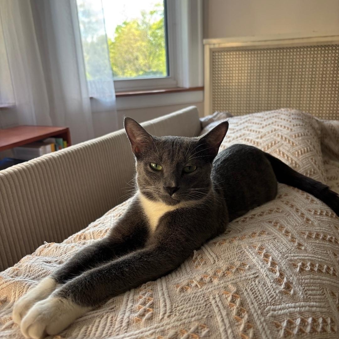 Gracie, adopted, Young Female Domestic Short Hair.