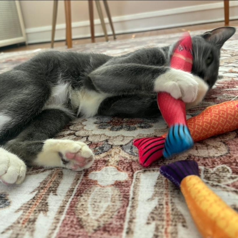 Enlarge Gracie, an adopted Domestic Short Hair in Chicago, IL image 5/6