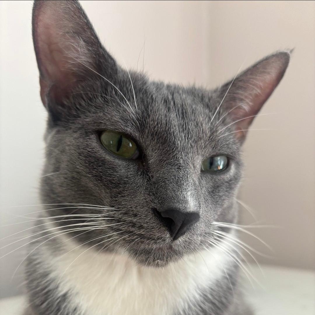 Enlarge Gracie, an adopted Domestic Short Hair in Chicago, IL image 2/6