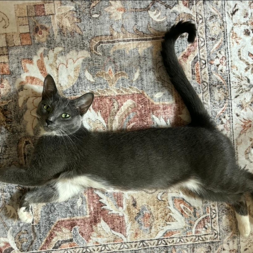 Enlarge Gracie, an adopted Domestic Short Hair in Chicago, IL image 3/6