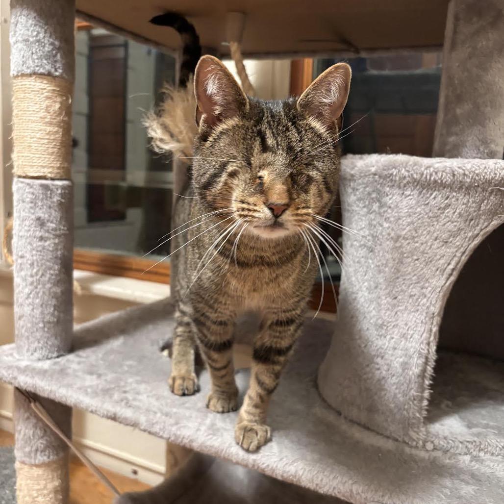 RuPaul, Adoptable, Adult Male Domestic Short Hair.