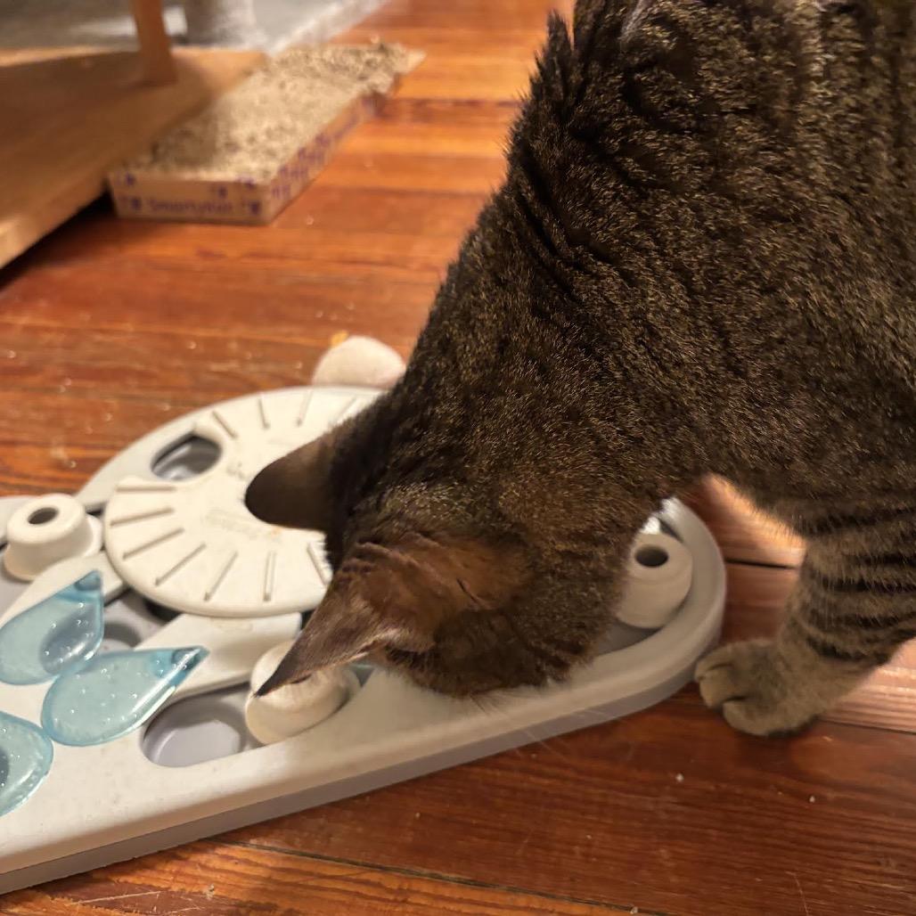 Enlarge RuPaul, a Adoptable Domestic Short Hair in Madison, WI image 2/6