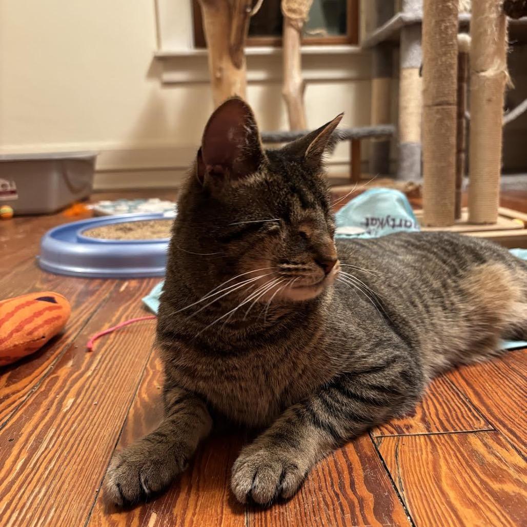Enlarge RuPaul, a Adoptable Domestic Short Hair in Madison, WI image 3/6
