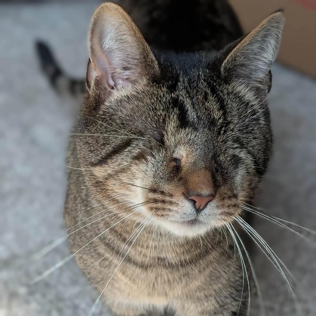Enlarge RuPaul, a Adoptable Domestic Short Hair in Madison, WI image 4/6